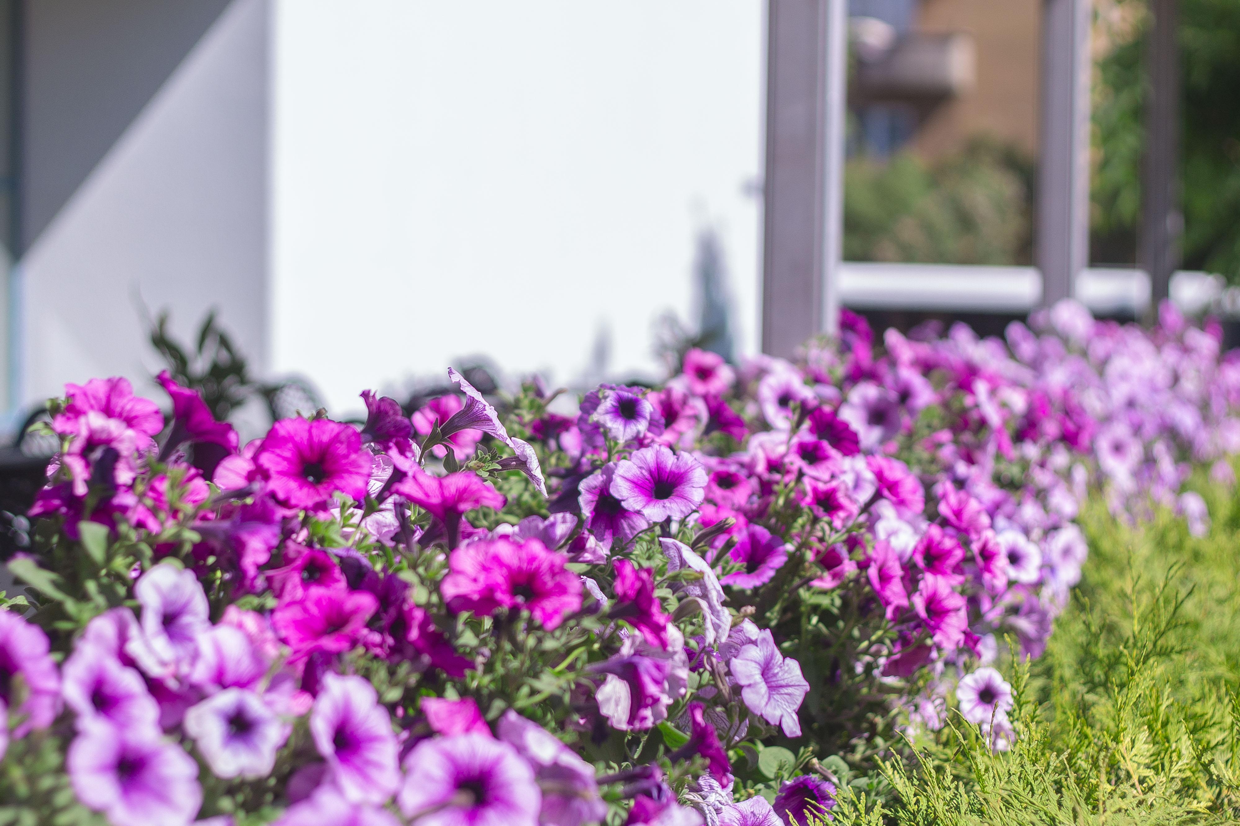 Bellevue Park With Free Parking Хотел 4*